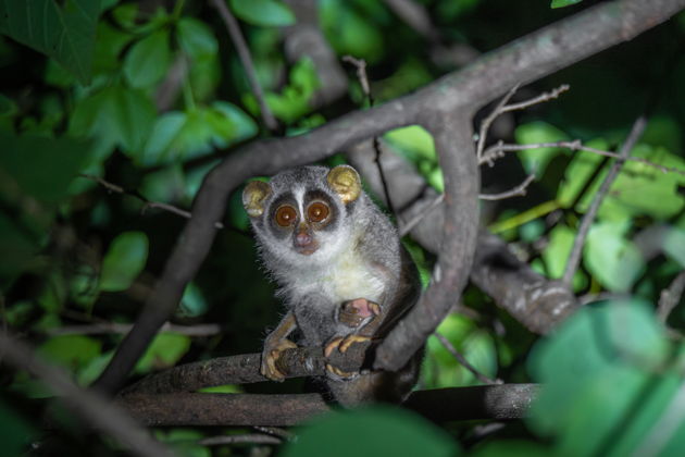 Главное изображение экскурсии - Ночной поход в джунгли Сигирии — встреча с редкими лори в Пидурангале