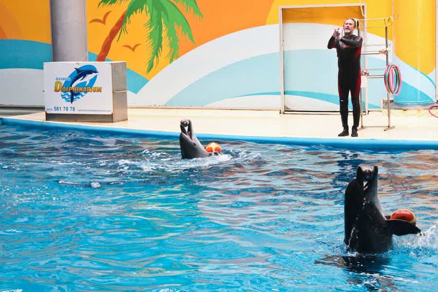 Плавание с дельфинами в Белеке - фото 1