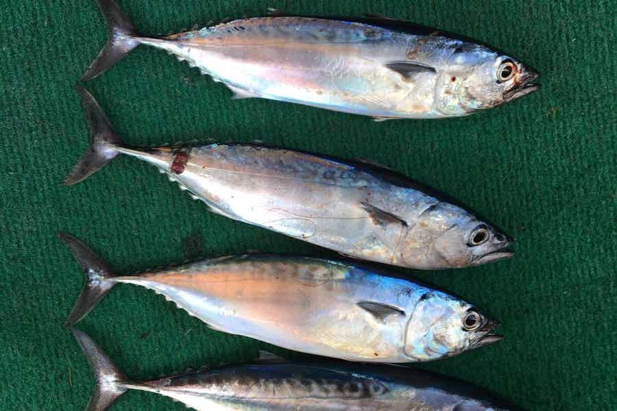 Морская рыбалка в Мармарисе и Ичмелере — 3 часа в открытом море - фото 6