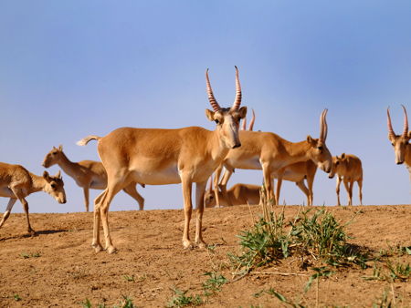 Заповедник «Чёрные земли»