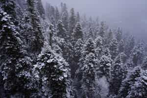 Экскурсия "В сказочный Домбай: перевал Гумбаши, Шоанинский храм, озеро Кара-Кёль" - фото отзыва 4