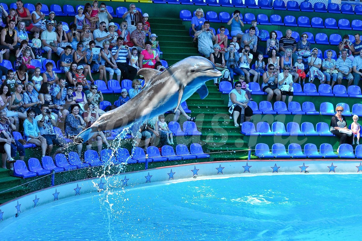 Дельфинарий Акватория фото