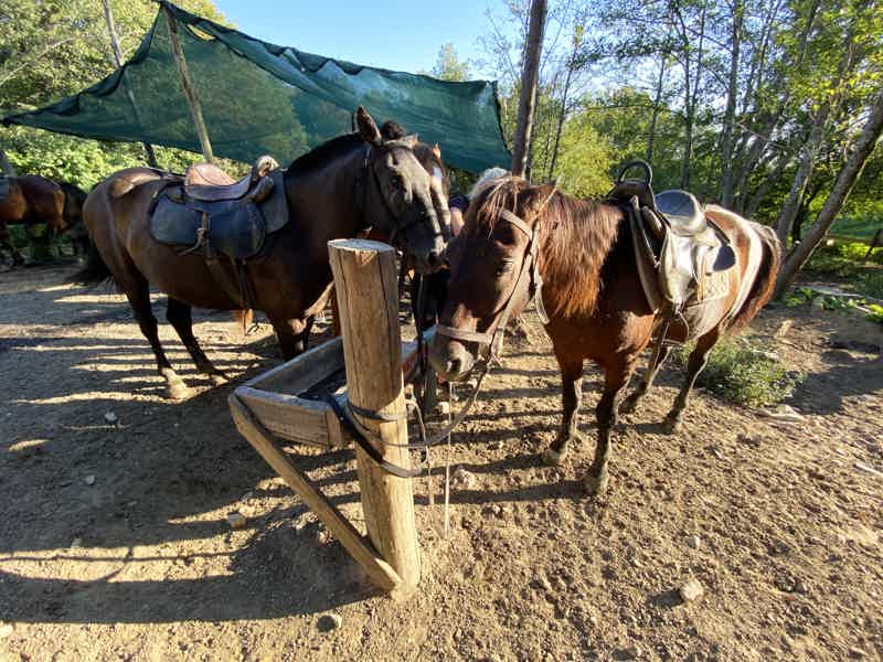 Прогулки на лошадях в Сочи - фото 6