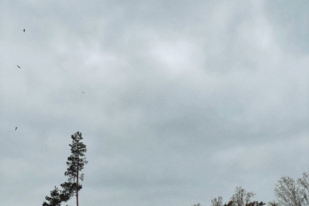 Виды Двухдневный сплав на SUP досках по реке Вуокса