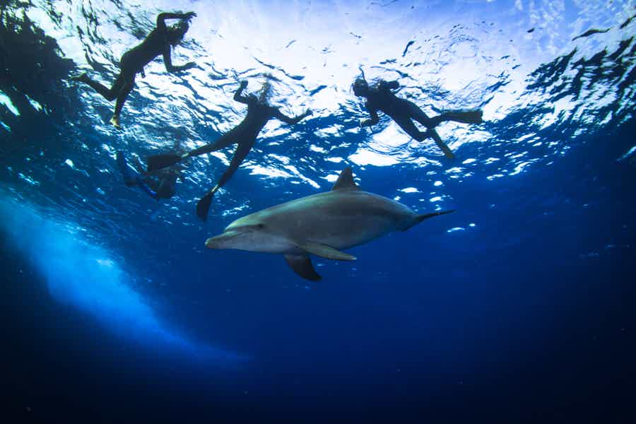 Дом дельфинов: тур на яхте и погружение с маской - фото 1