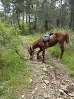 Экскурсия "Верховая езда в Аланье, индивидуальная экскурсия" - фото отзыва 1