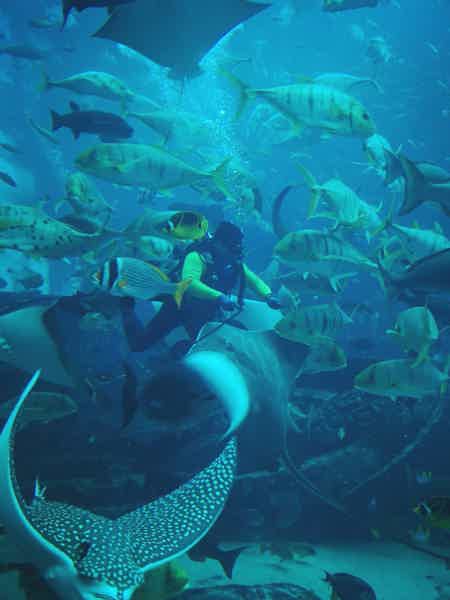 Секреты подводного мира: аквариум Lost Chambers (входной билет) - фото 2