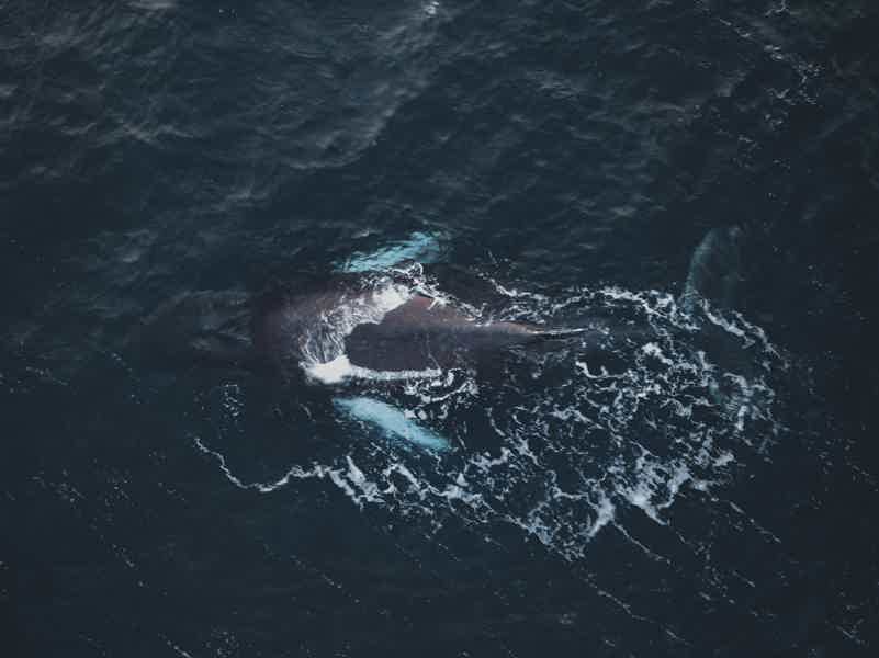 Морская прогулка за китами - фото 1