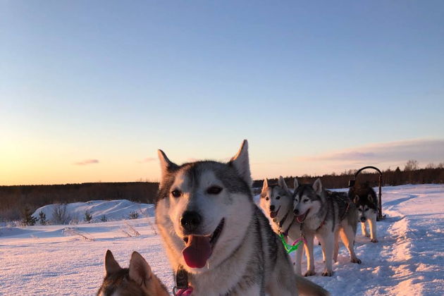 Виды Зимний Бакуриани - катание на Нартах, упряжка Хаски.
