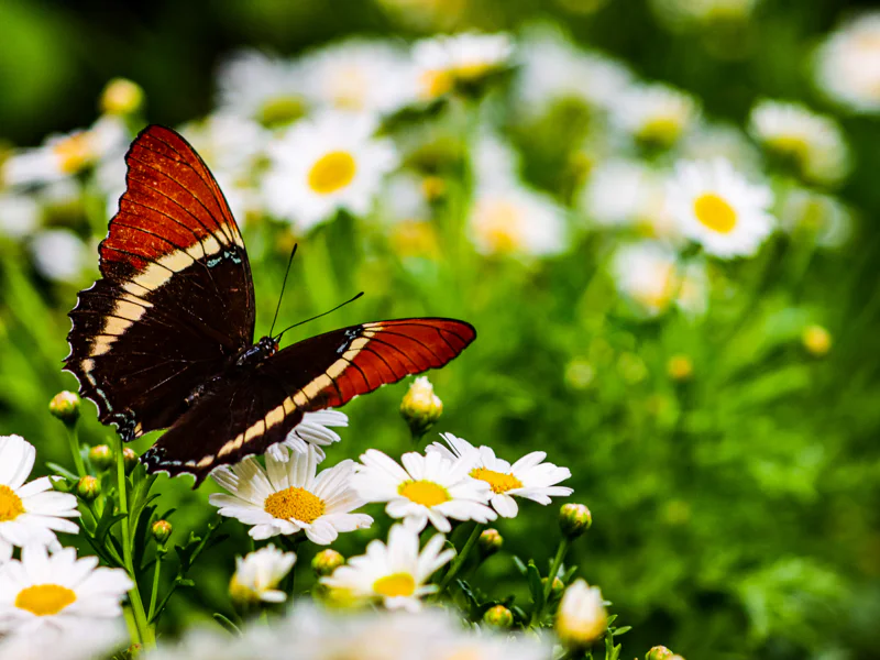 Мир бабочек: входной билет в Dubai Butterfly Garden — фото 5, Дубай | Покатаем