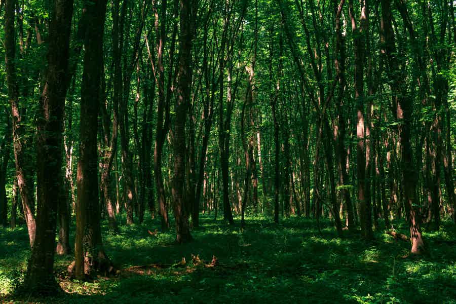 Самурский лес - фото 6