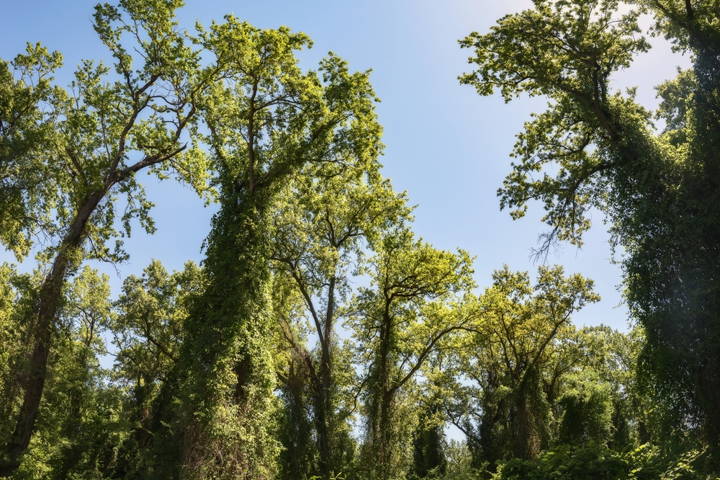 Самурский лес