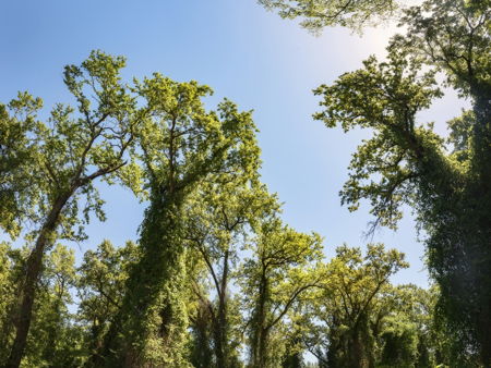 Самурский лес