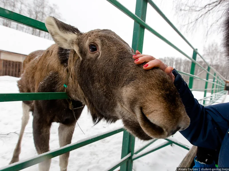 Путешествие на лосеферму из Костромы на автомобиле гида — фото 4, Кострома | Покатаем