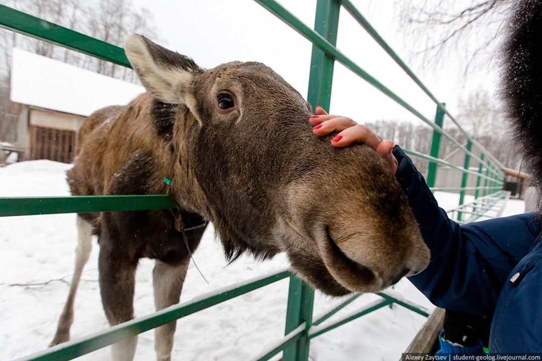 Путешествие на лосеферму из Костромы на автомобиле гида — фото 3