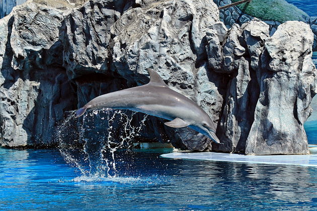 Фото к экскурсии Открытый зоопарк Safari World (с трансфером)