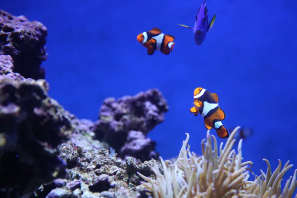 HURGHADA PADI Open Water Diver Course Entry  level 3 days (approx.) — photo 5, Hurghada | Pokataem
