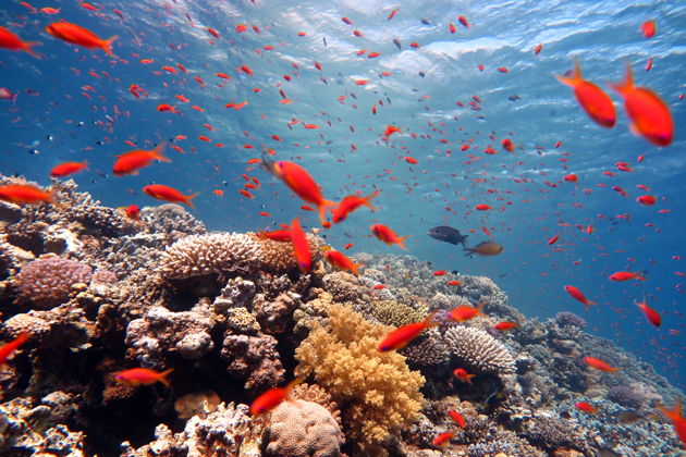 Виды Снорклинг в ДиббаэльФуджейре — морское приключение в Оманском заливе