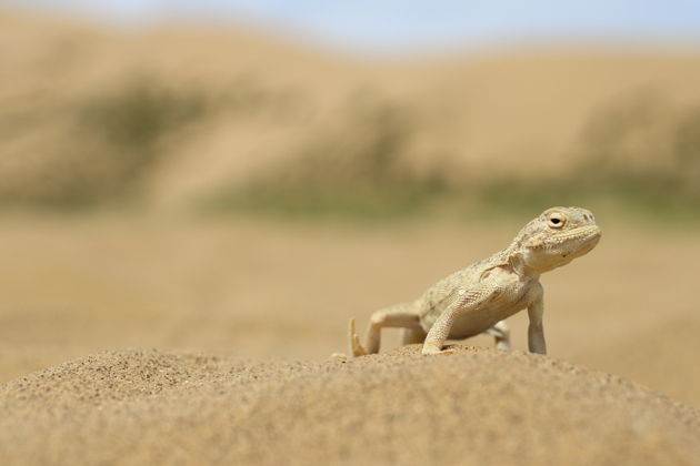 Виды Сулакский каньон, Визитная карта Дагестана