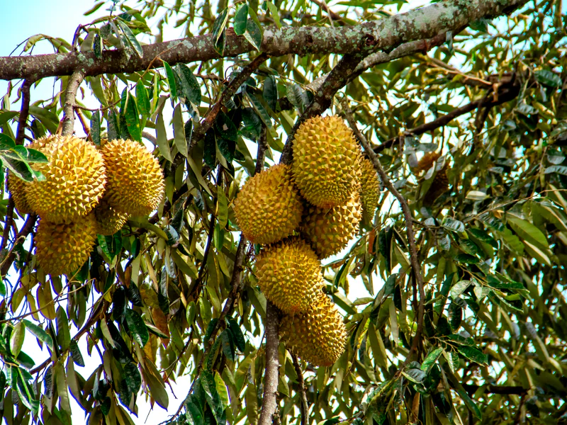 Author's tours of Phuket in the format of a live quest LOST PHUKET — photo 4, Phuket | Pokataem