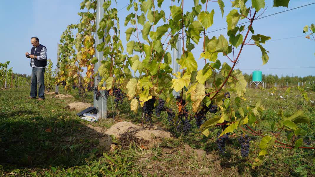 Из Тулы: на первую северную виноградную усадьбу - фото 6