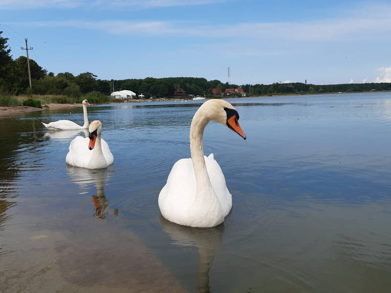 Ваш день в Калининграде или области: экскурсия-конструктор