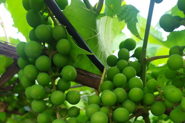 Виды «В гостях у Винодела» на Садгороде