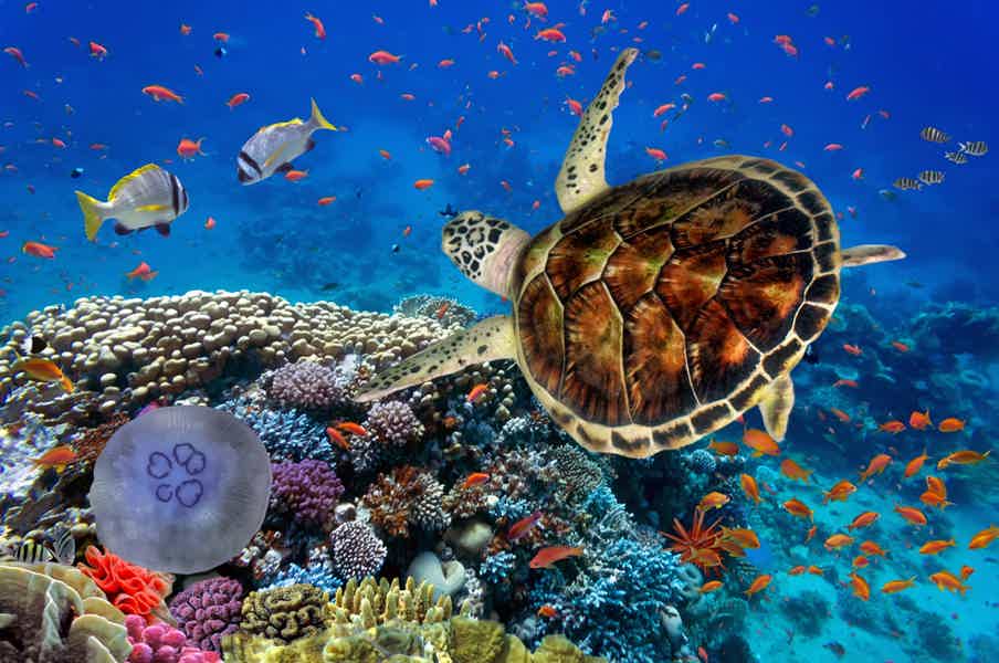 Входной билет в Underwater World — океанариум Паттайи  - фото 2