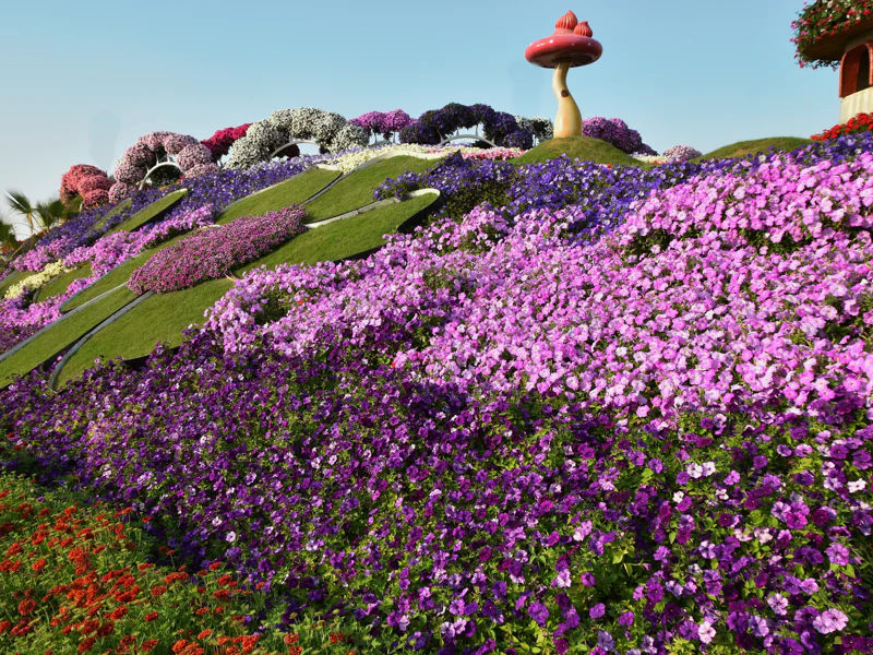 Парк цветов Miracle Garden и всемирная ярмарка Global Village из Фуджейры — фото 2, Фуджейра | Покатаем