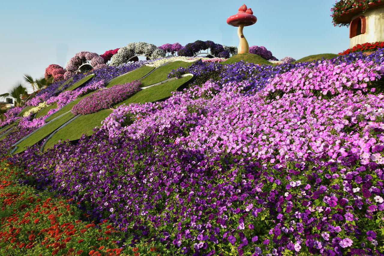 Парк цветов Miracle Garden и всемирная ярмарка Global Village из Фуджейры