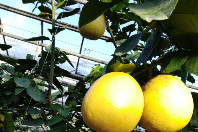 Виды Башкирский мёд и лимоны