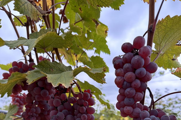 Виды Авторская экскурсия из Тбилиси: в гости к виноделу