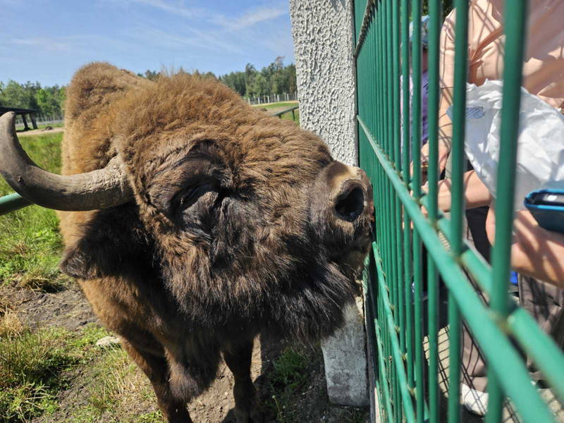 Групповой тур в Беловежскую пущу