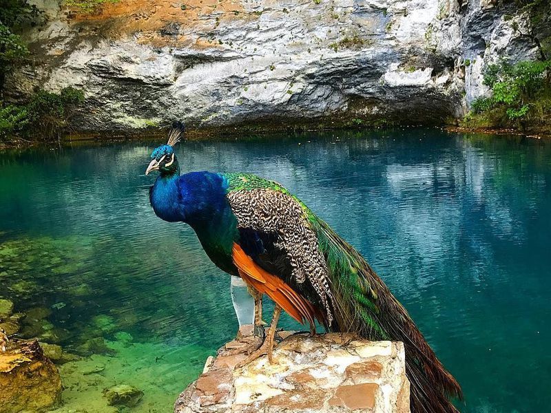 «Золотая Абхазия» на люксовом микроавтобусе