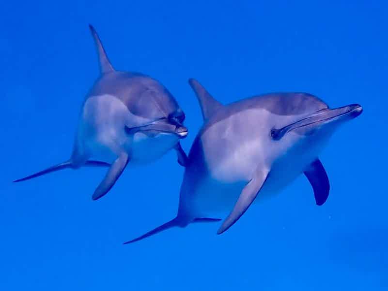 Дом дельфинов: тур на яхте и погружение с маской - фото 6
