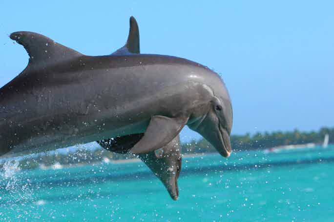 Риф Сатайя: навестите дельфинов в их доме