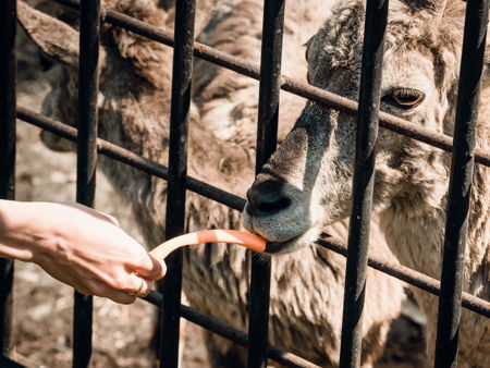 Зоопарк Садгород