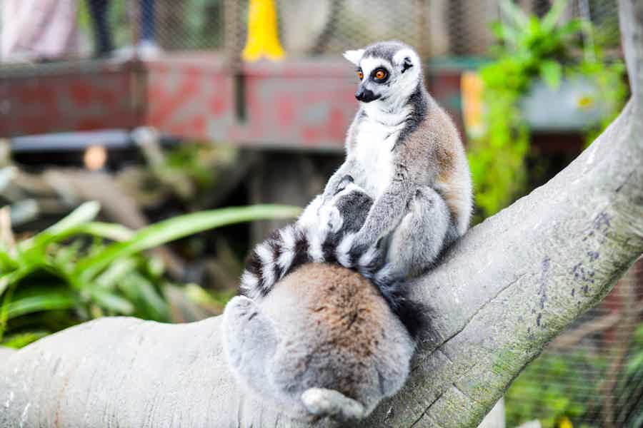 Зоопарк в Абу-Даби — Emirates Zoo - фото 2