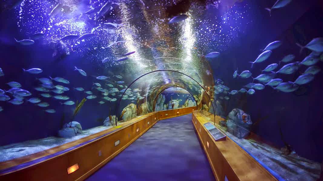 Дубайский аквариум и подводный зоопарк (входной билет) - фото 3