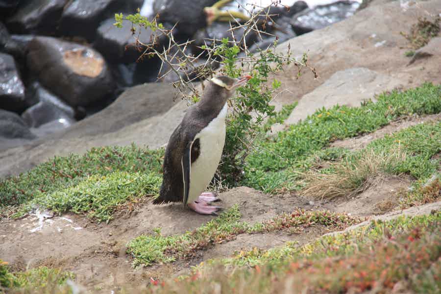 Загадочные валуны Моераки, заповедник желтоглазых пингвинов и Данидин - фото 3
