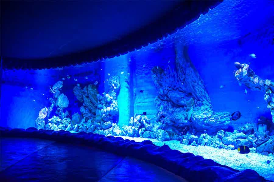 Гранд Аквариум: Красное море за стеклом - фото 5