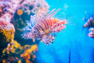 Океанариум Sea Life в Бангкоке — Бангкок