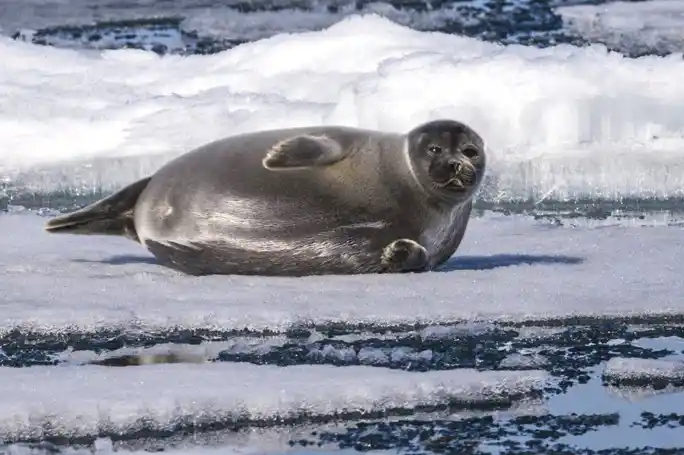 В поисках нерп: приключения по берегам Байкала