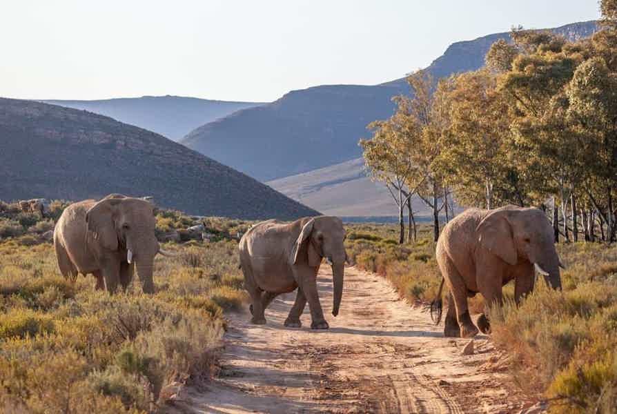 Сафари в Кейптауне - фото 4