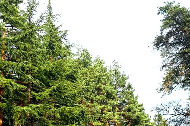 Виды Древний Уплисцихе и живая вода Боржоми