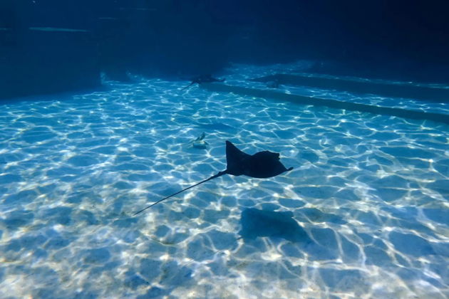 Главное изображение экскурсии - Аквапарк «Морское королевство» в Кемере — VIP и «Всё включено»