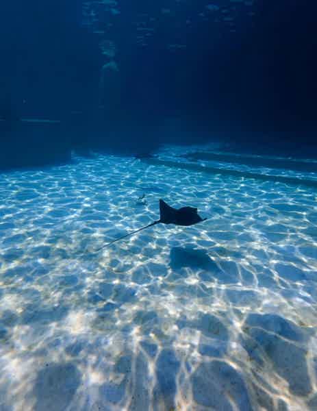 Аквапарк «Морское королевство» в Кемере — VIP и «Всё включено» - фото 1