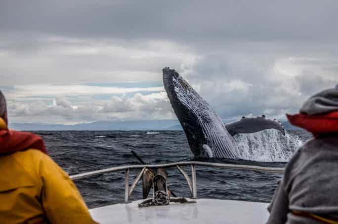 Морская прогулка за китами