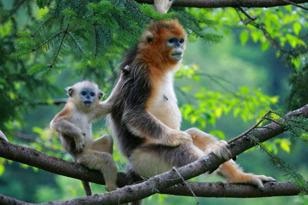 Тропический сафари-парк (о. Хайнань)