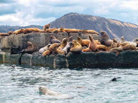 Остров Тюлений